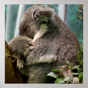 Koala Mum and New Baby Poster