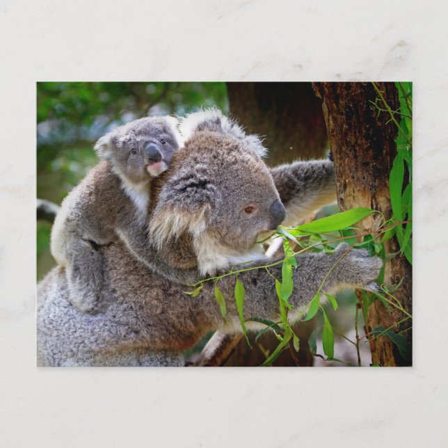 Koala mum and son postcard (Front)