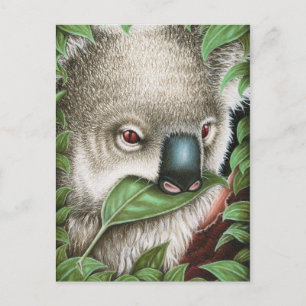 Koala Munching a Leaf Postcard