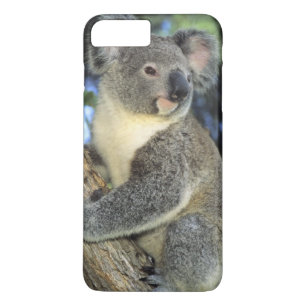 Koala, Phascolarctos cinereus), Australia, Case-Mate iPhone Case