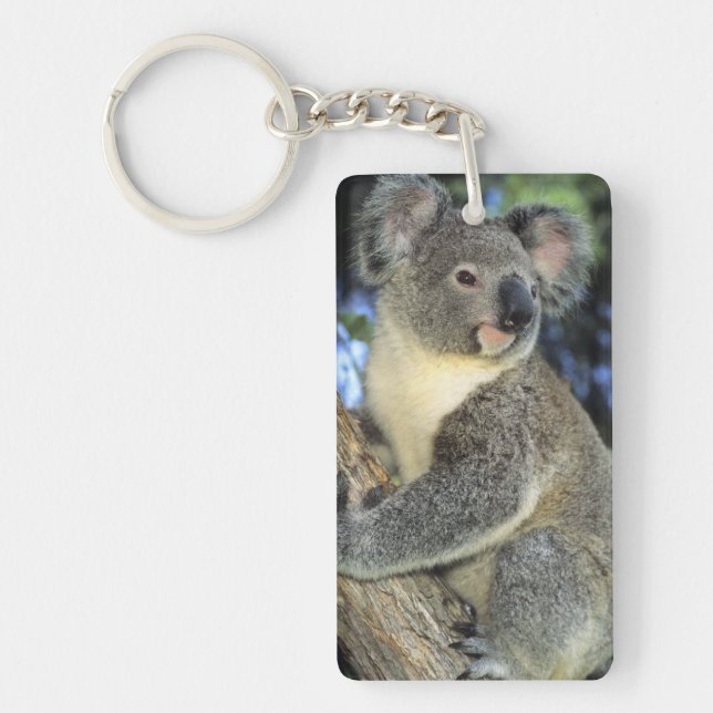 Koala, Phascolarctos cinereus), Australia, Key Ring (Front)