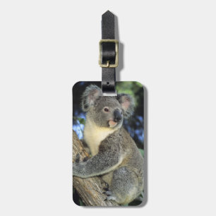 Koala, Phascolarctos cinereus), Australia, Luggage Tag