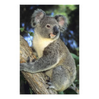 Koala, Phascolarctos cinereus), Australia,