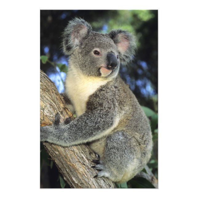 Koala, Phascolarctos cinereus), Australia, Photo Print (Front)