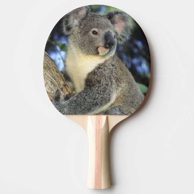 Koala, Phascolarctos cinereus), Australia, Ping Pong Paddle (Front)