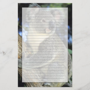 Koala, Phascolarctos cinereus), Australia, Stationery