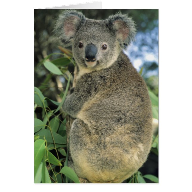 Koala, Phascolarctos cinereus), endangered, (Front)
