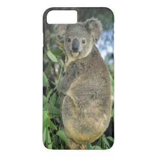 Koala, Phascolarctos cinereus), endangered, Case-Mate iPhone Case