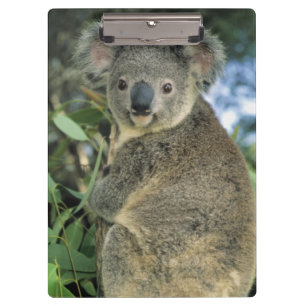 Koala, Phascolarctos cinereus), endangered, Clipboard