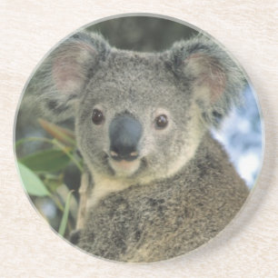 Koala, Phascolarctos cinereus), endangered, Coaster