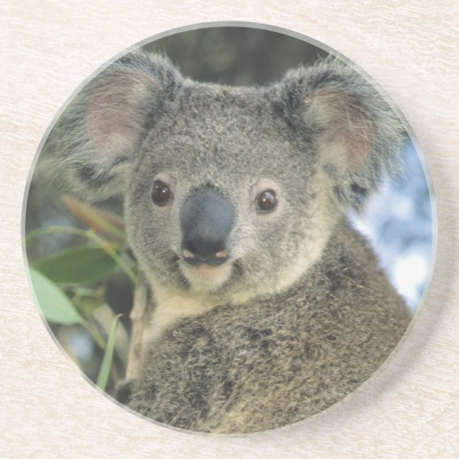 Koala, Phascolarctos cinereus), endangered, Coaster (Front)