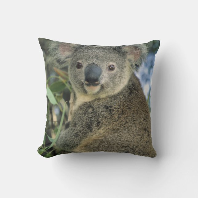 Koala, Phascolarctos cinereus), endangered, Cushion (Front)
