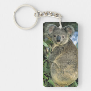 Koala, Phascolarctos cinereus), endangered, Key Ring