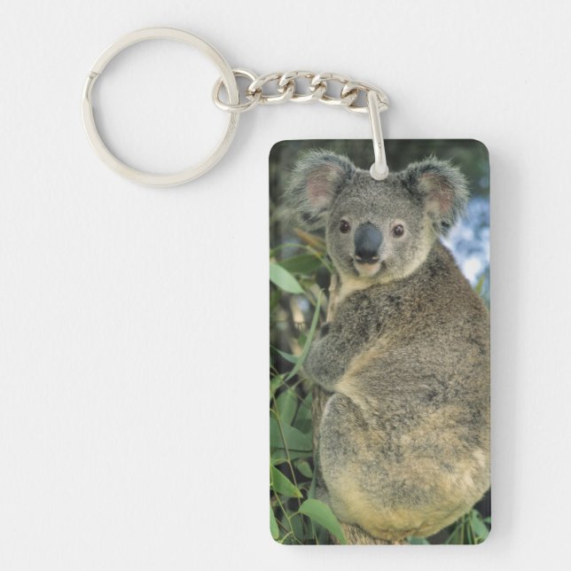 Koala, Phascolarctos cinereus), endangered, Key Ring (Front)