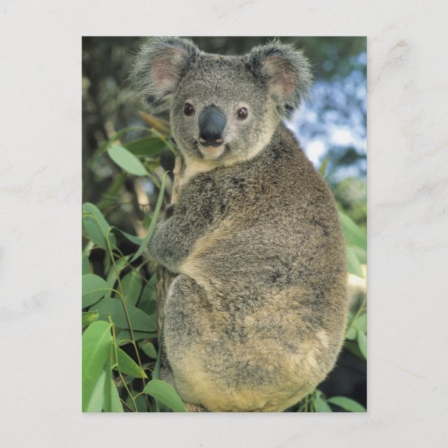 Koala, Phascolarctos cinereus), endangered, Postcard (Front)