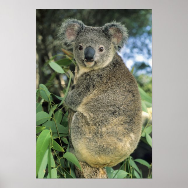 Koala, Phascolarctos cinereus), endangered, Poster (Front)