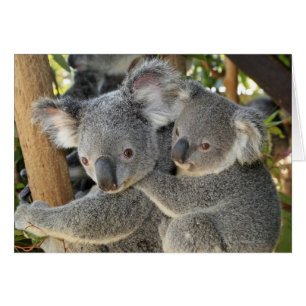 Koala Phascolarctos cinereus Queensland .