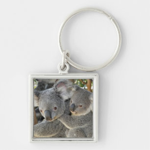 Koala Phascolarctos cinereus Queensland . Key Ring