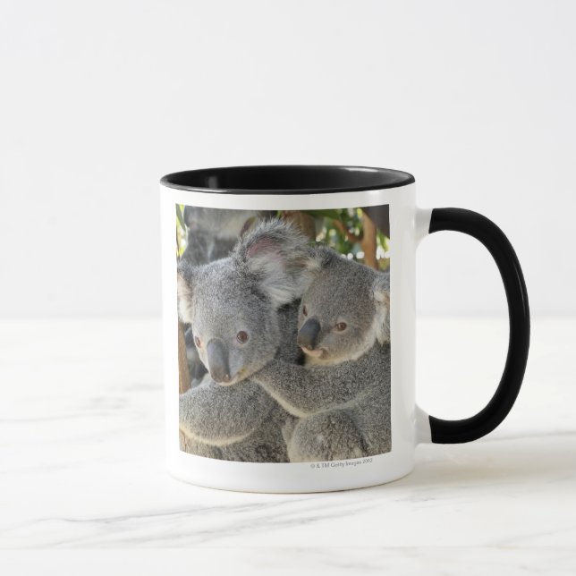Koala Phascolarctos cinereus Queensland . Mug (Right)