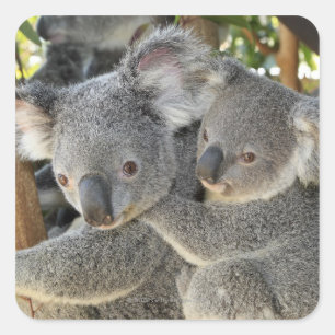 Koala Phascolarctos cinereus Queensland . Square Sticker