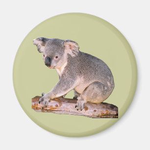 Koala Picture Magnet