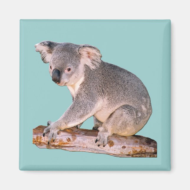 Koala Picture Magnet (Front)