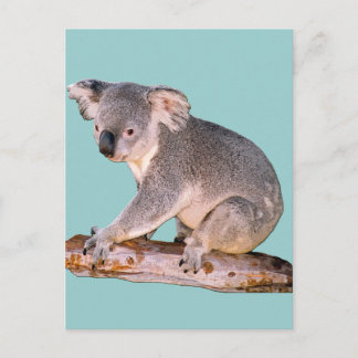 Koala Picture Postcard