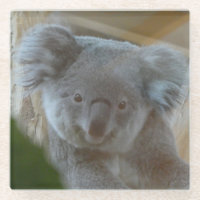 Koala Portrait Coaster