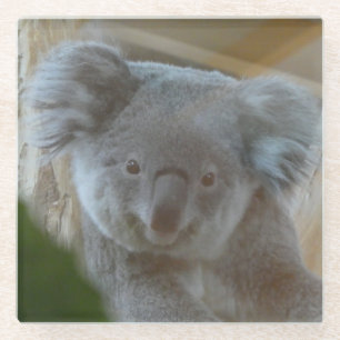 Koala Portrait Coaster
