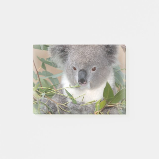 Koala Post-it Notes (Front)
