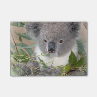 Koala Post-it Notes