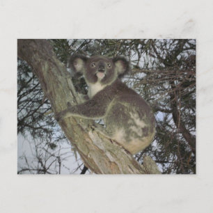 Koala Postcard