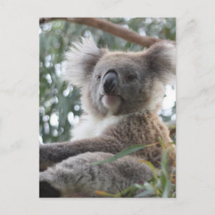 Koala Postcard
