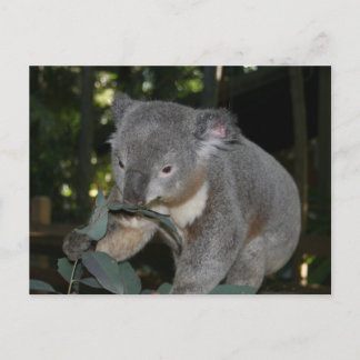 Koala Postcard