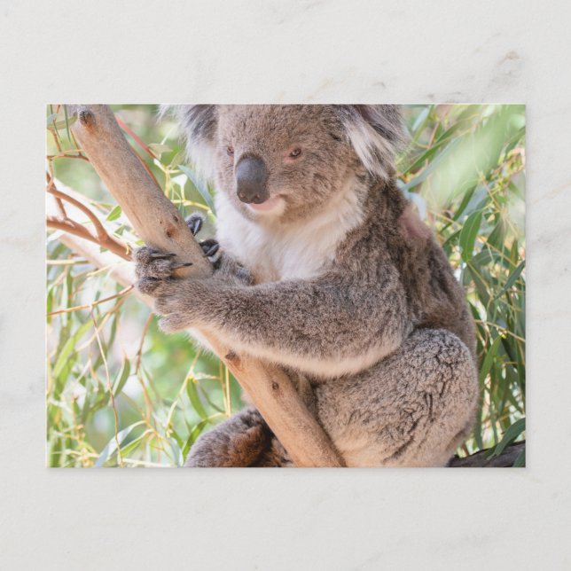 Koala Postcard (Front)