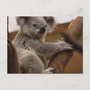 Koala Postcard