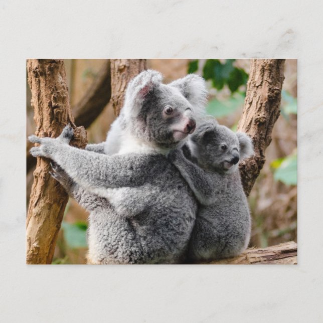 Koala Postcard (Front)