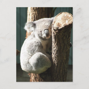 Koala Postcard