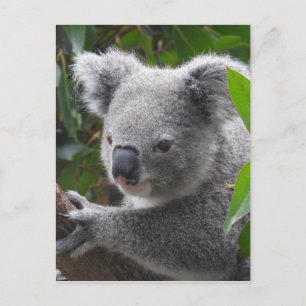 Koala Postcard