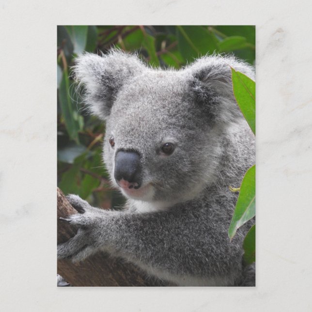 Koala Postcard (Front)