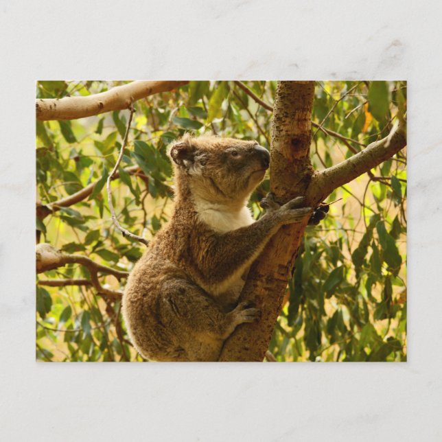 Koala Postcard (Front)