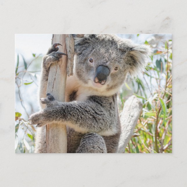 Koala Postcard (Front)