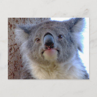 Koala Postcard
