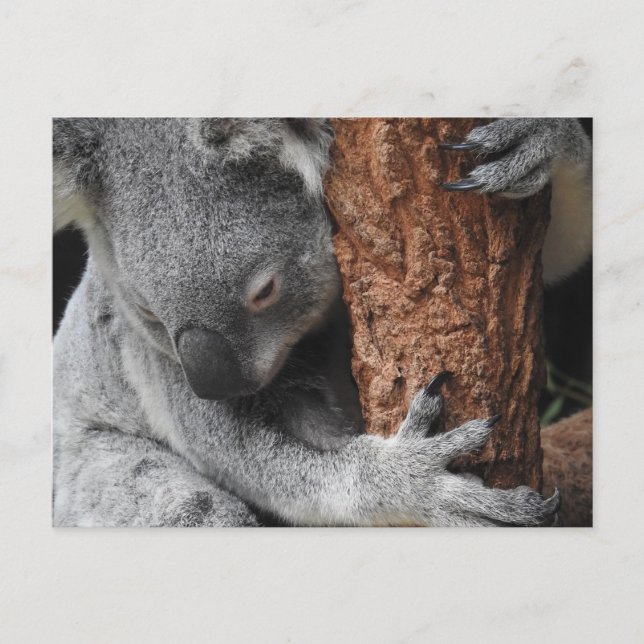 Koala Postcard (Front)