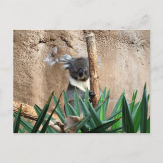 Koala Postcard