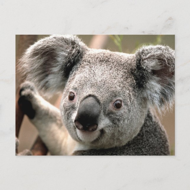 Koala Postcard (Front)