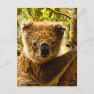 Koala Postcard