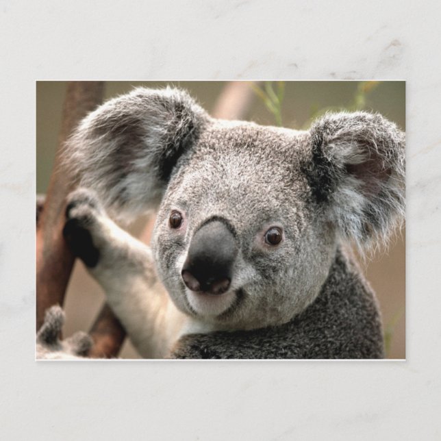 Koala Postcard (Front)