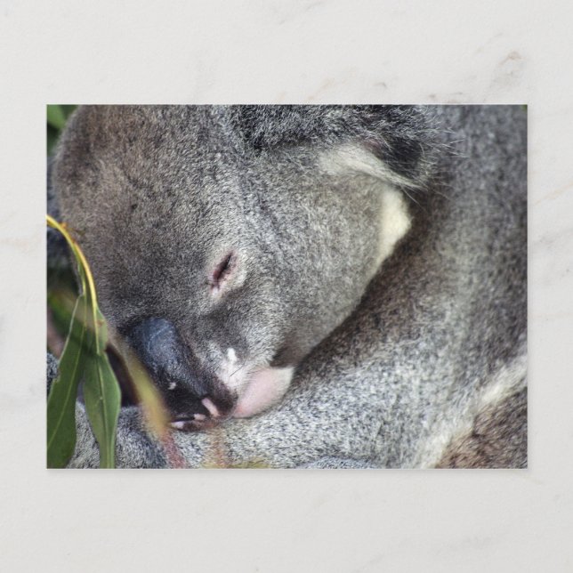 Koala Postcard (Front)