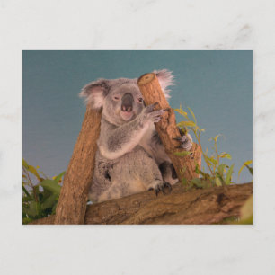 Koala Postcard